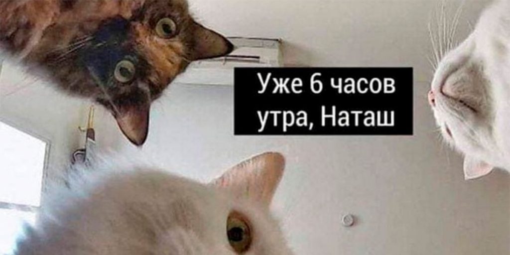 Жительница столицы подала патент на регистрацию мема "про Наташу и ее котов"