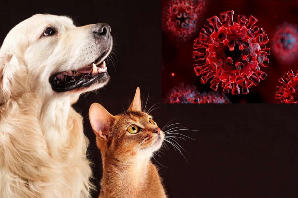Эпидемиологи считают, что следующим этапом пандемии коронавируса станет заражение домашних и сельскохозяйственных животных