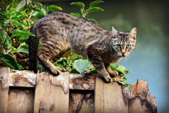 Что делать, если соседские кошки часто наведываются в ваш сад: безопасные методы отпугивания
