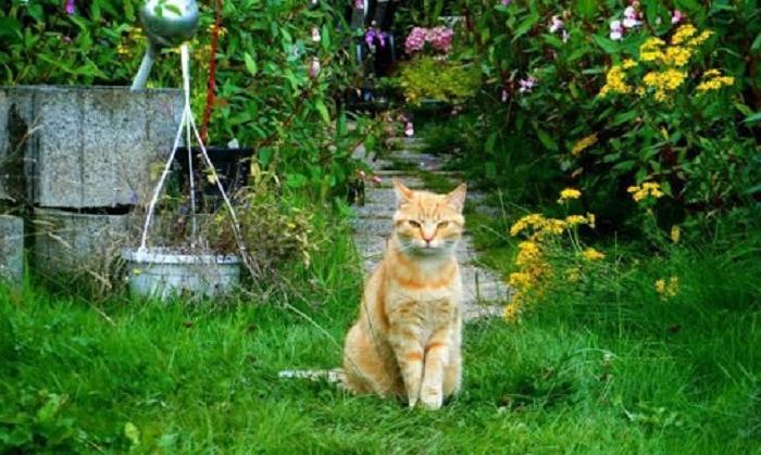 Что делать, если соседские кошки часто наведываются в ваш сад: безопасные методы отпугивания