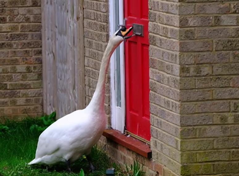 Пять лет лебедь Седрик приходит в гости к местным жителям и стучит клювом в дверь (видео)