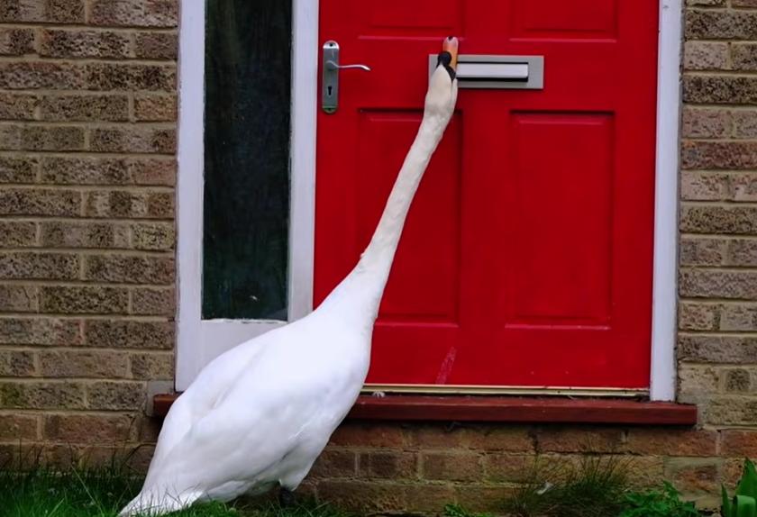 Пять лет лебедь Седрик приходит в гости к местным жителям и стучит клювом в дверь (видео)