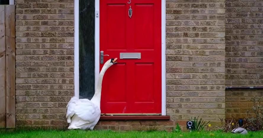 Местная знаменитость: 5 лет лебедь Седрик ходит в гости к жителям (видео)