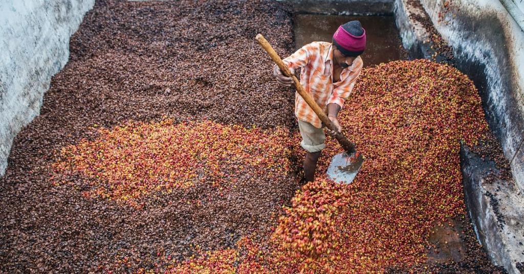 Экологи: кофейная масса и отходы кофейного производства могут ускорить восстановление тропических лесов