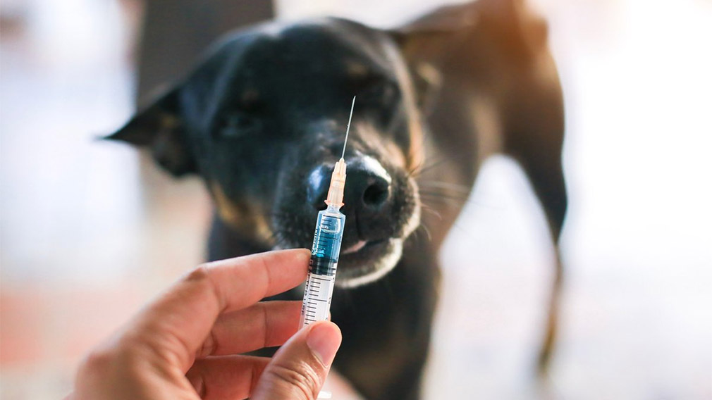 "Теперь и братья наши меньшие под защитой": в России зарегистрировали первую в мире вакцину против коронавируса для животных