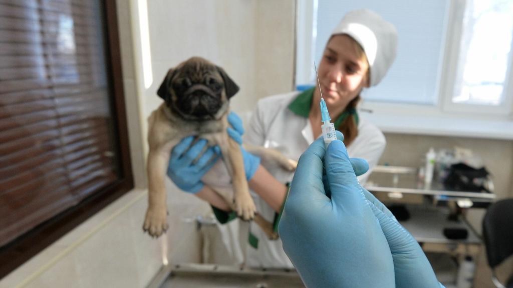 "Теперь и братья наши меньшие под защитой": в России зарегистрировали первую в мире вакцину против коронавируса для животных