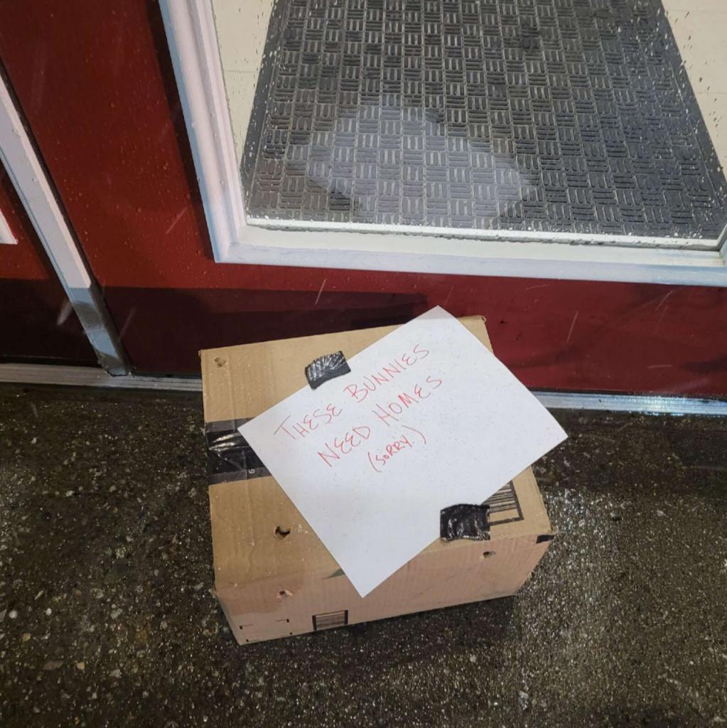 «Этим кроликам нужен дом!»: ветеринары нашли коробку с запиской у входной двери