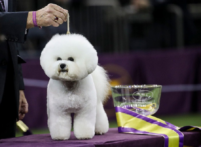 Собаки, ставшие победителями на престижной американской выставке, несмотря на низкую популярность своей породы (фото)