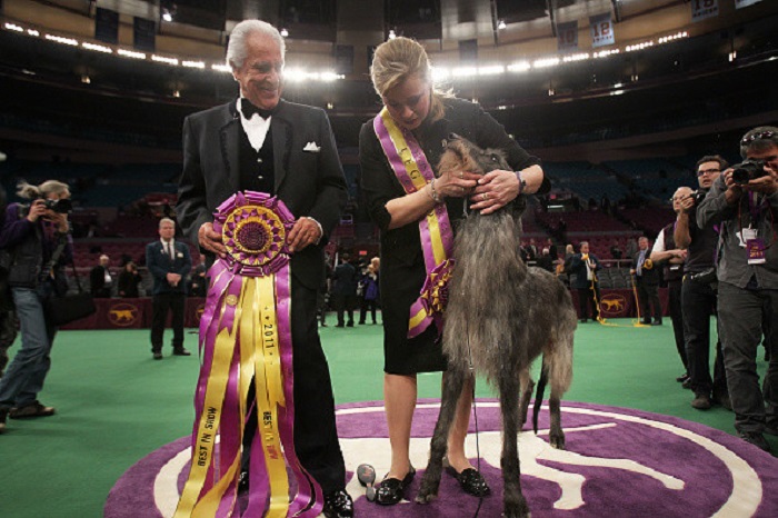 Собаки, ставшие победителями на престижной американской выставке, несмотря на низкую популярность своей породы (фото)