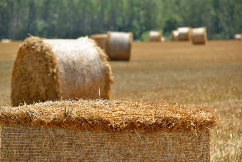 Сельское хозяйство: новая глобальная угроза, которая стоит перед Россией