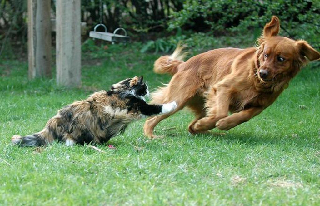 Заводя собаку и кошку, многие допускают ошибки: как их избежать и подружить питомцев