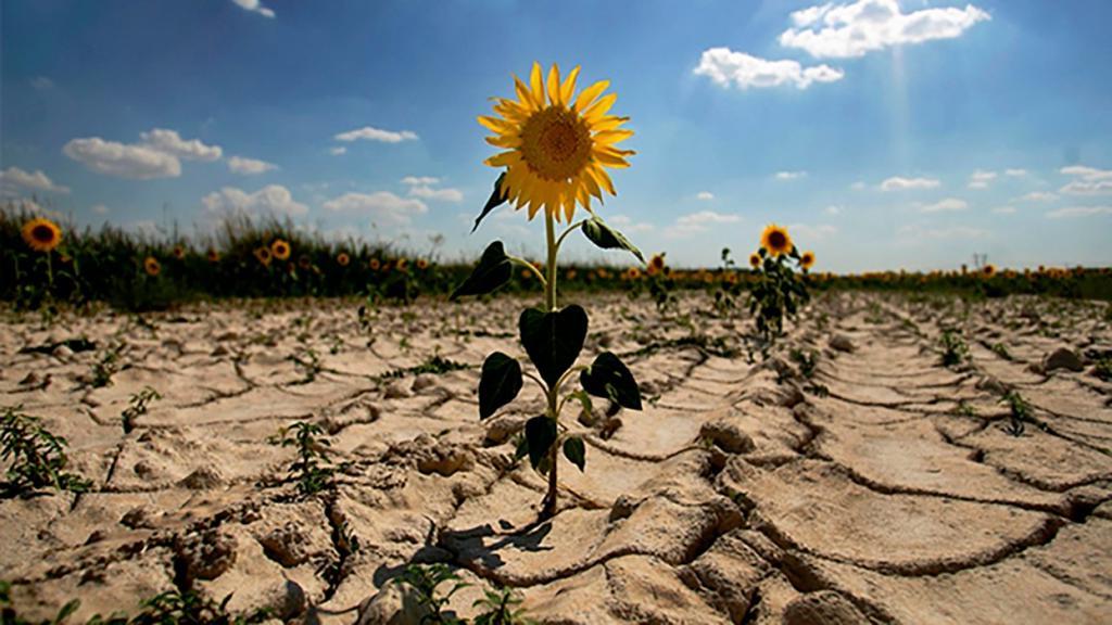 Метеоролог предупредил об угрозе летней засухи в некоторых областях РФ