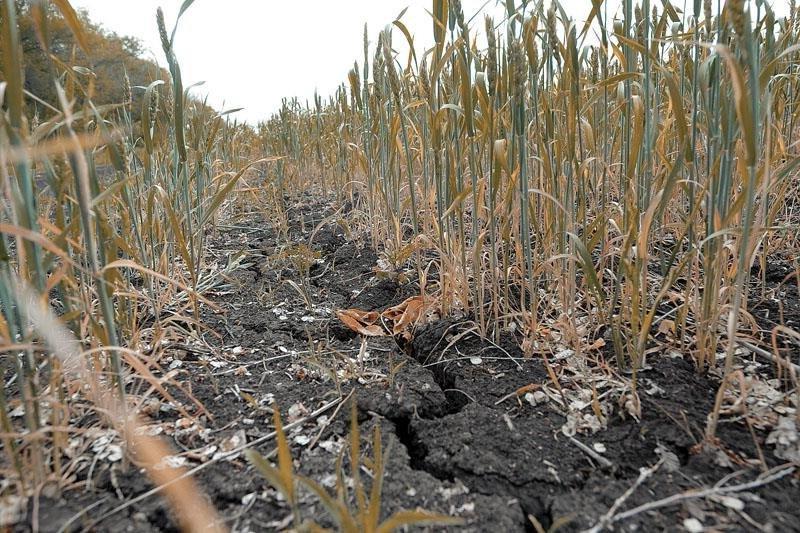 Метеоролог предупредил об угрозе летней засухи в некоторых областях РФ