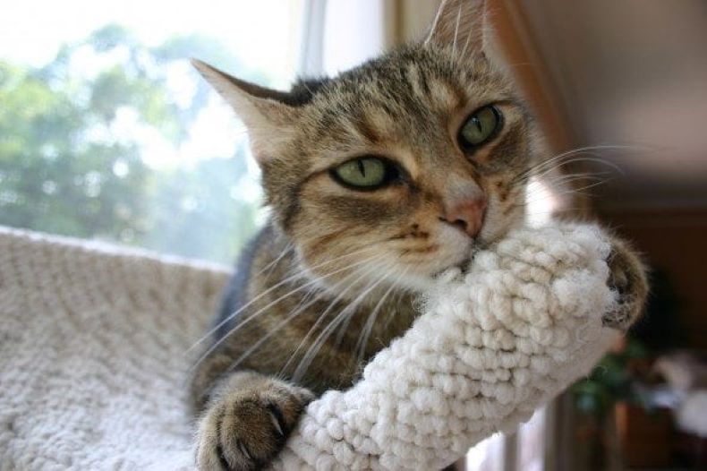 Кот любит жевать шерстяное покрывало: стоит ли бить тревогу и как с этим бороться