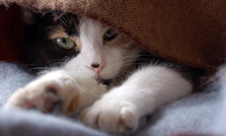 Кот любит жевать шерстяное покрывало: стоит ли бить тревогу и как с этим бороться