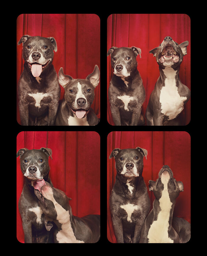 Хвосты из будки: фотограф делает необычный проект, снимая собак разных пород в фотобудке