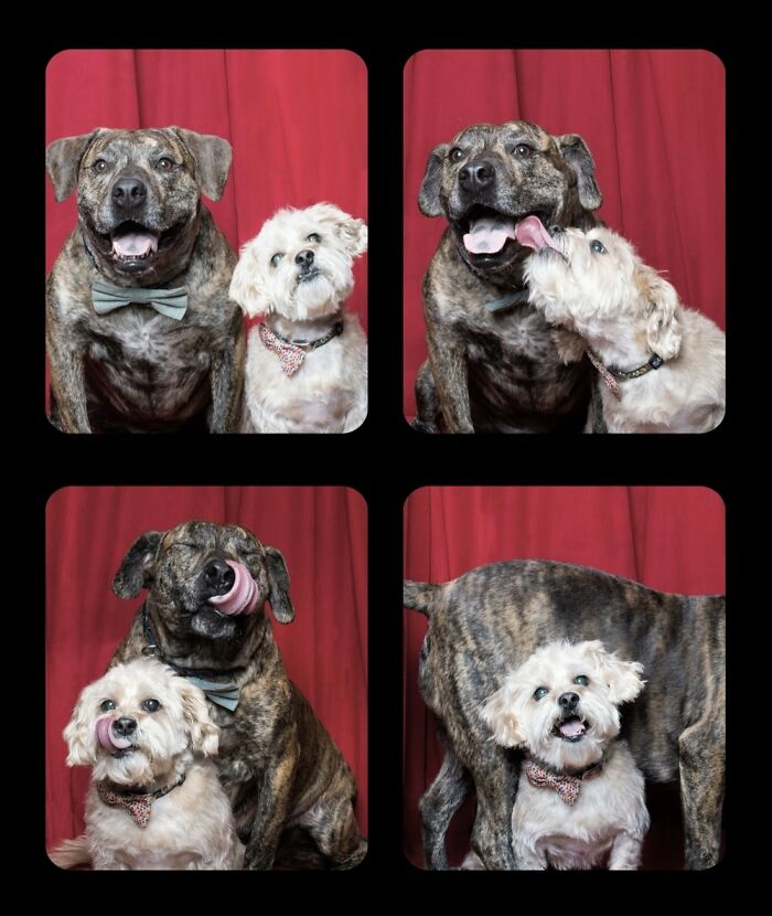 Хвосты из будки: фотограф делает необычный проект, снимая собак разных пород в фотобудке