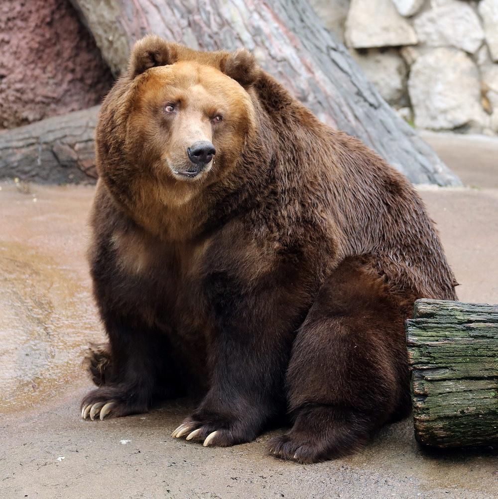 "Медведь, выходи!" - так звали дети выходящих из зимней спячки медведей в Московском зоопарке