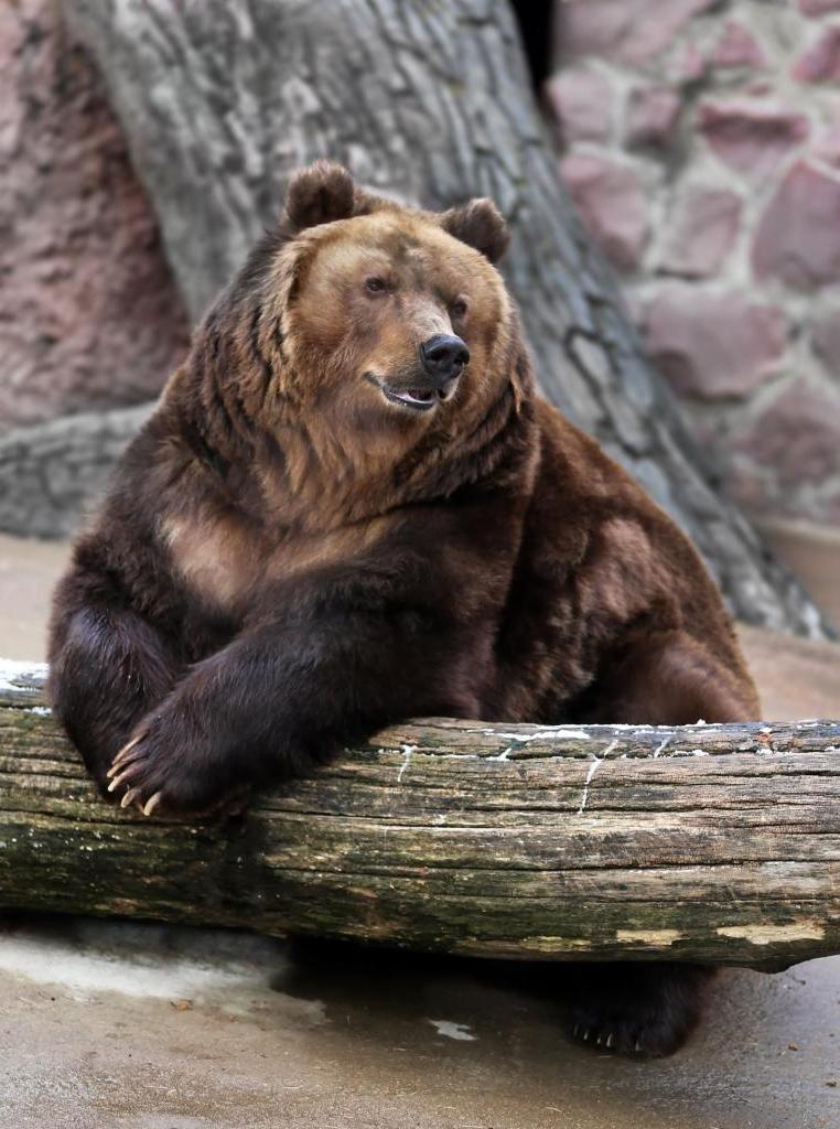 "Медведь, выходи!" - так звали дети выходящих из зимней спячки медведей в Московском зоопарке