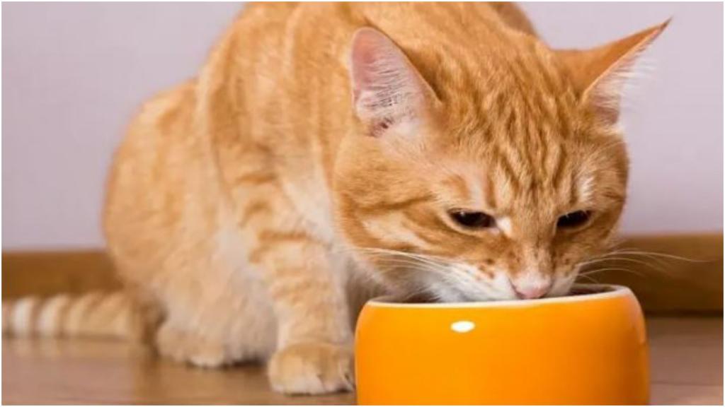 Не только сухой корм и без молока: что вредит здоровью кошки и отношениям с ней