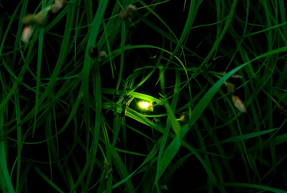 У светлячков обнаружили "звуковое оружие": ученые предполагают, что так они отпугивают летучих мышей