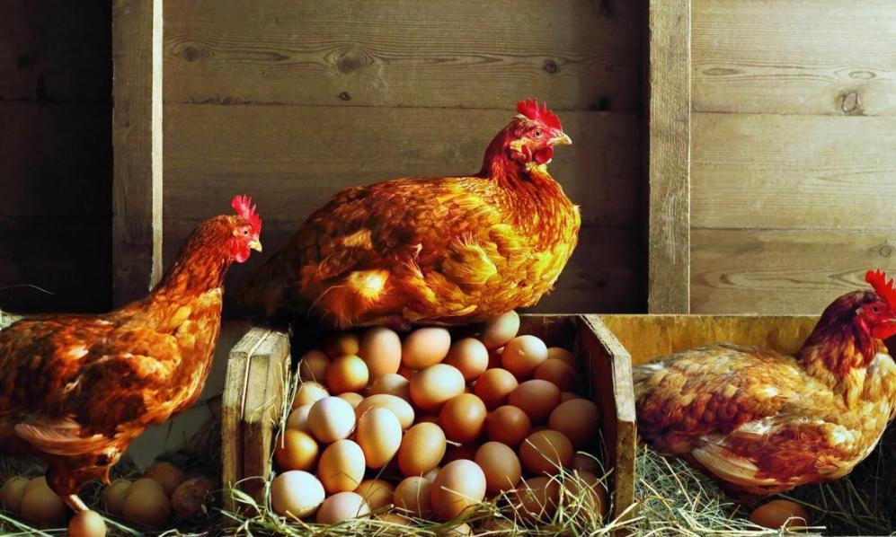 "Посчитала: если в месяц будет сто яиц, то это две тысячи рублей": Ирина Салтыкова планирует разводить кур