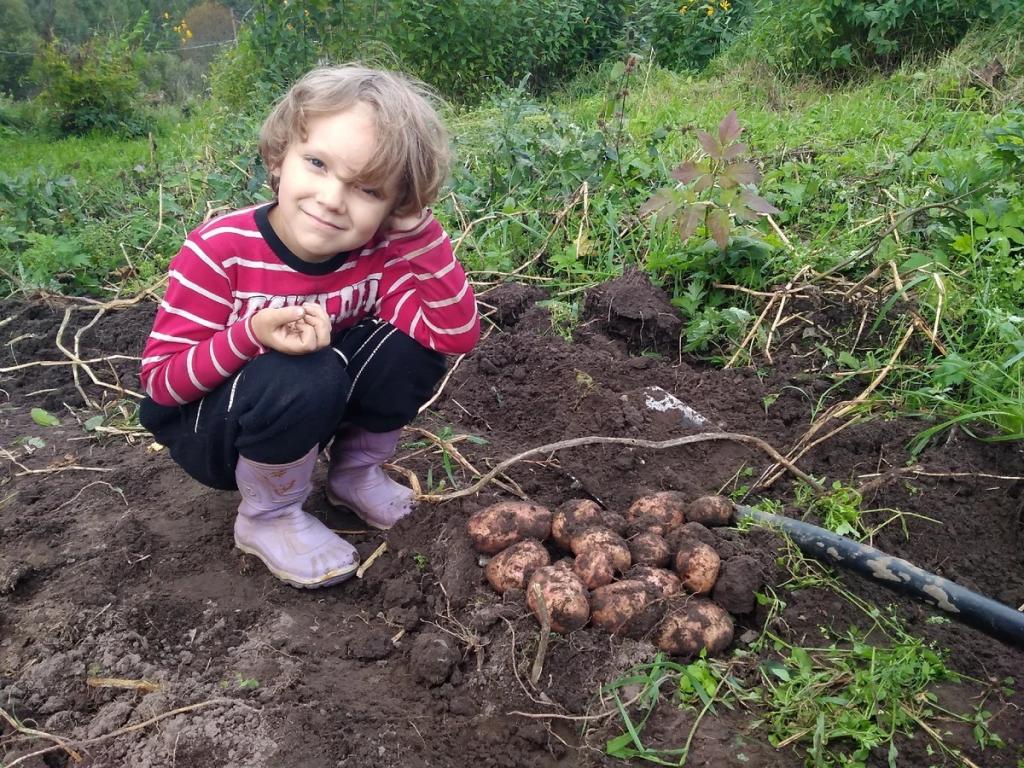 Российским дачникам пригрозили штрафами за выращивание и продажу "не того" картофеля