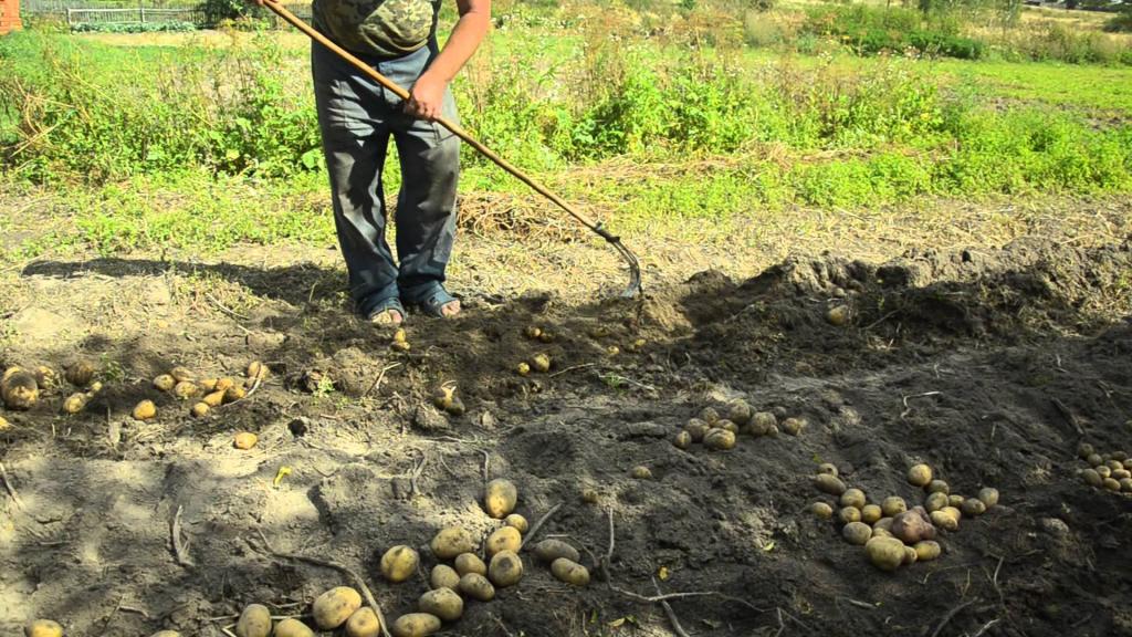 Российским дачникам пригрозили штрафами за выращивание и продажу "не того" картофеля