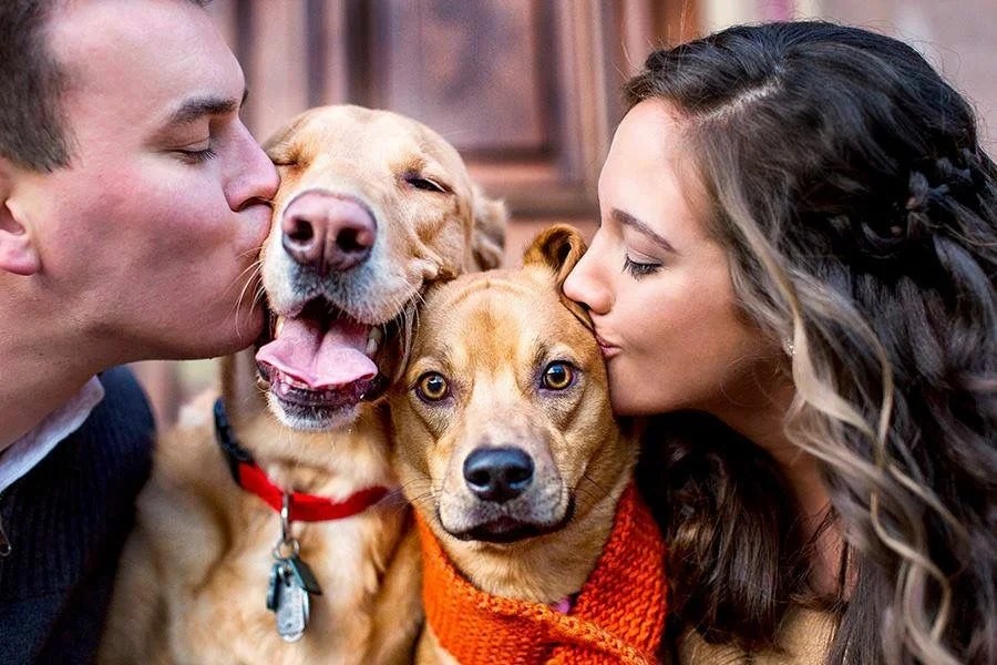 Ученые выяснили, способны ли собаки ревновать, если их хозяин уделяет внимание другому псу