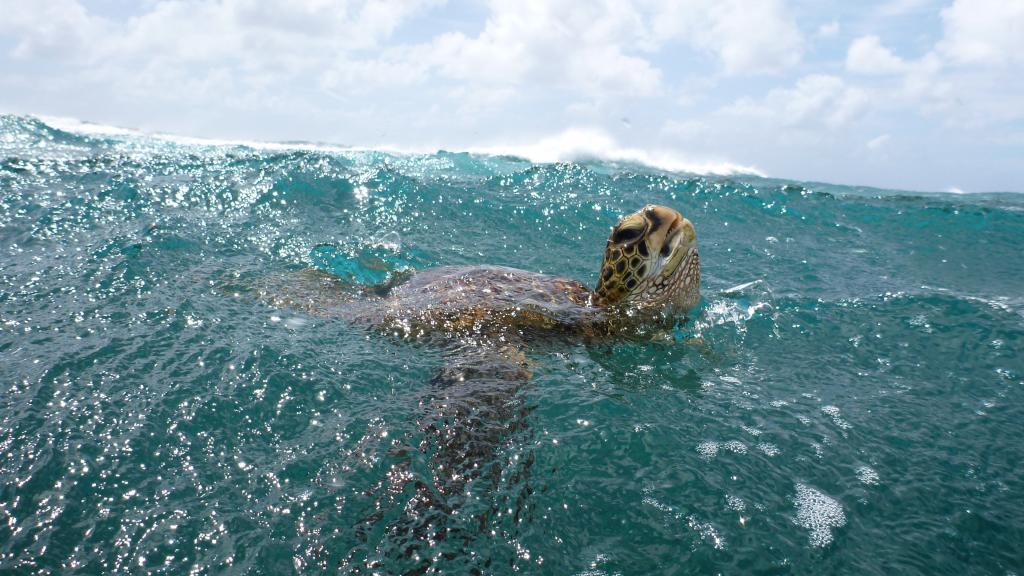 Ученые раскрыли тайну черепах, которым удается переплывать холодный Тихий океан (а это путь в 14 500 км)