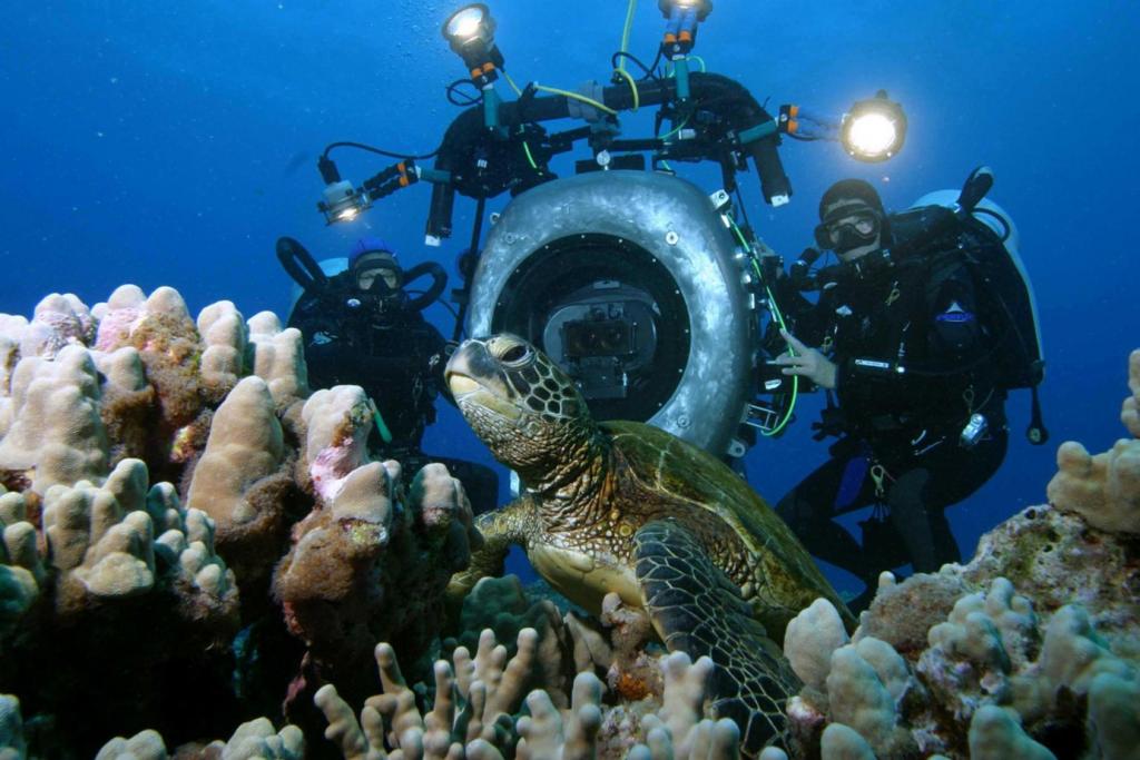 Ученые раскрыли тайну черепах, которым удается переплывать холодный Тихий океан (а это путь в 14 500 км)