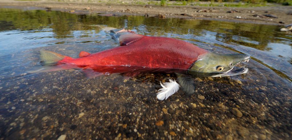 Ученые и экологи бьют тревогу: скоро красная рыба окажется в Красной книге