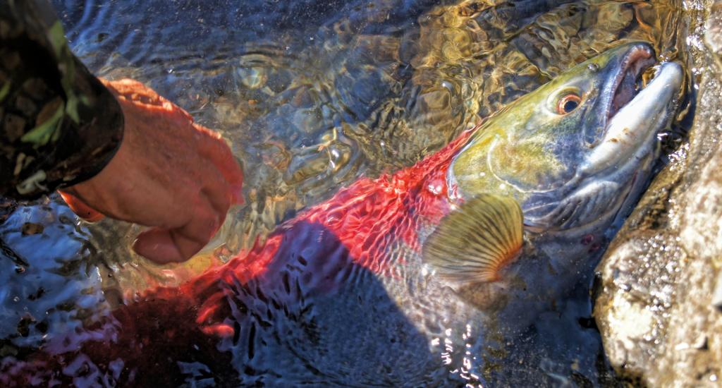 Ученые и экологи бьют тревогу: скоро красная рыба окажется в Красной книге