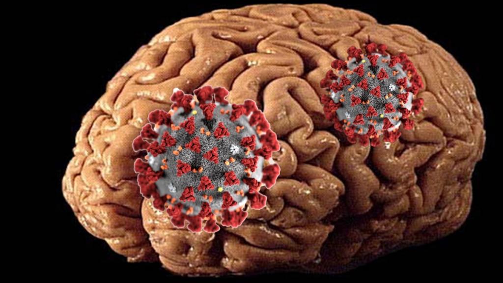 Ученые из Австрии выяснили, как некоторые вирусы влияют на развитие мозга и когнитивных функций