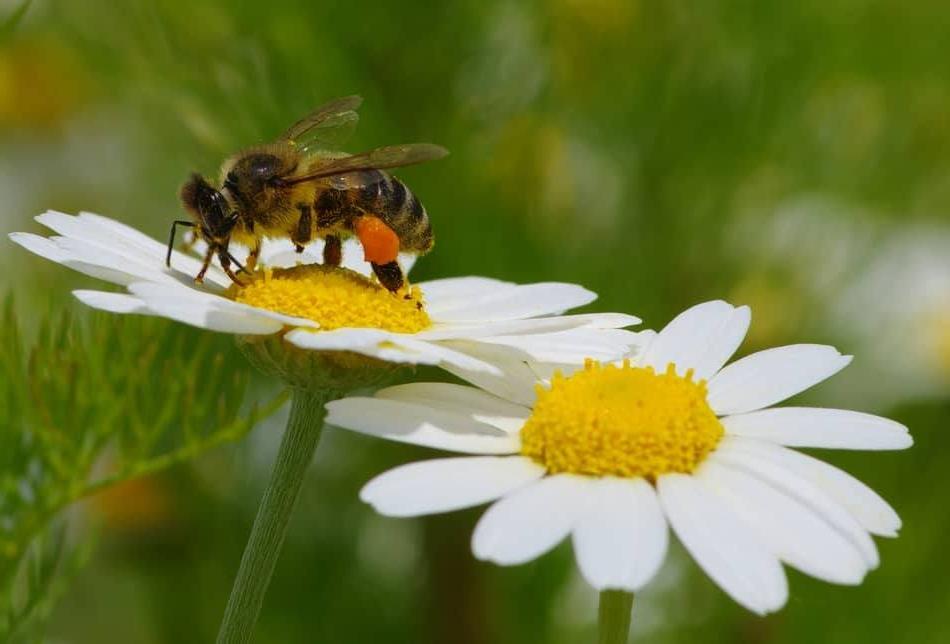 Для хорошего урожая: как сделать сад более привлекательным для пчел (фиолетовые цветы, миска с водой и другие советы)