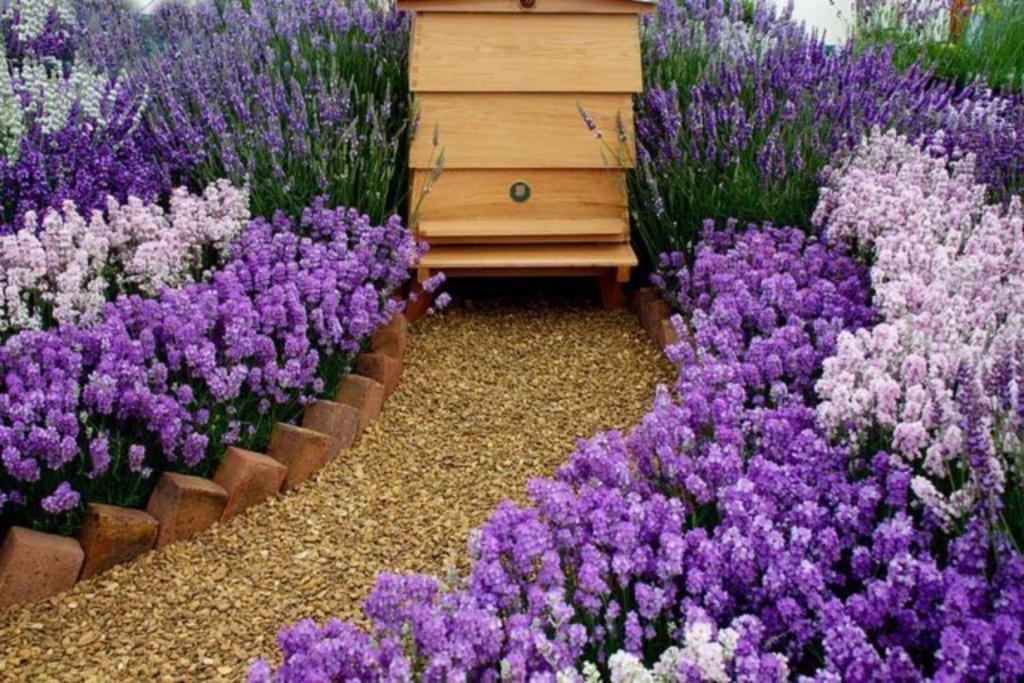 Для хорошего урожая: как сделать сад более привлекательным для пчел (фиолетовые цветы, миска с водой и другие советы)