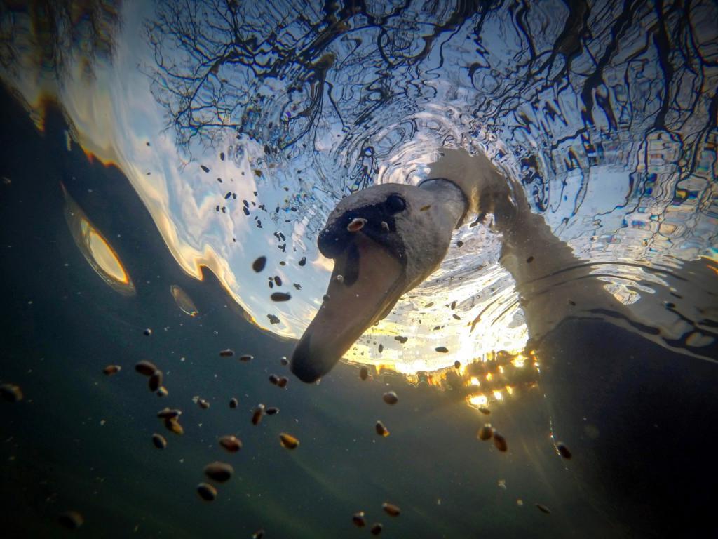 О чем умалчивают рыбы: лучшие подводные фотографии с конкурса 2021 года