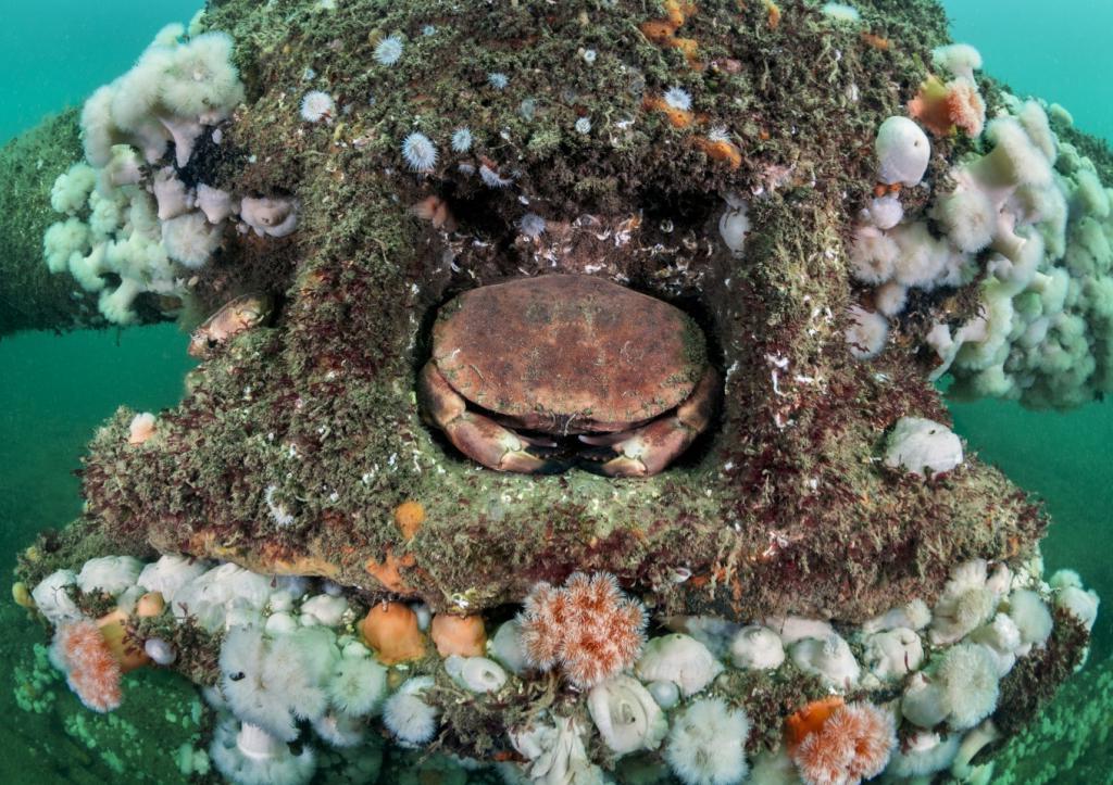 О чем умалчивают рыбы: лучшие подводные фотографии с конкурса 2021 года