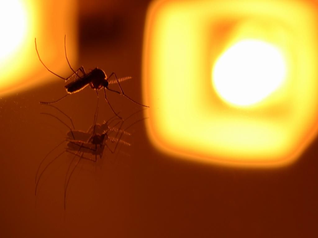 Эксперты предупредили россиян о надвигающихся полчищах комаров
