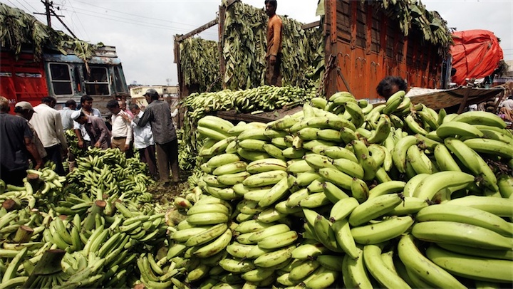 Бананы оказались на грани исчезновения из-за почвенного гриба
