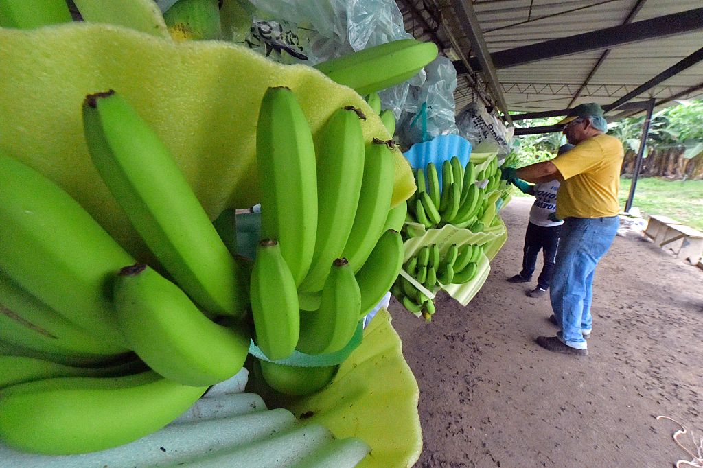 Бананы оказались на грани исчезновения из-за почвенного гриба