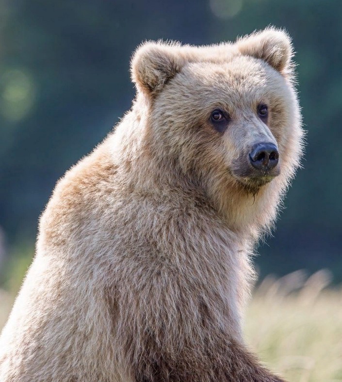 Медведи-гибриды все чаще появляются на Аляске — это потомство белых медведей и гризли