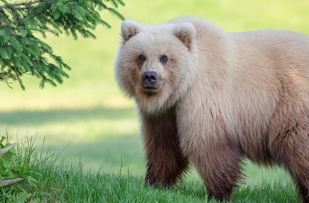 Медведи-гибриды все чаще появляются на Аляске — это потомство белых медведей и гризли