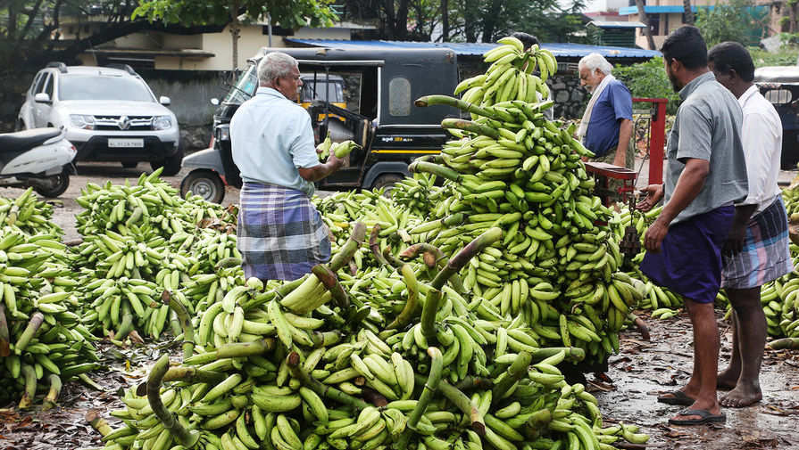 Самый распространенный сорт бананов на грани исчезновения. Всему виной почвенный грибок