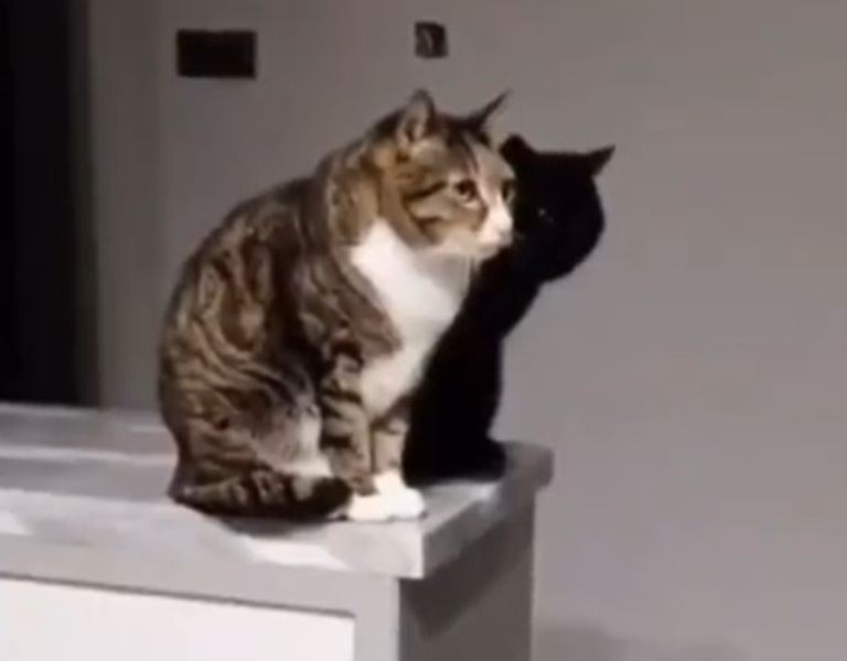 Тень на стене оказалась живой: кошки покорили Сеть своей синхронностью (видео)