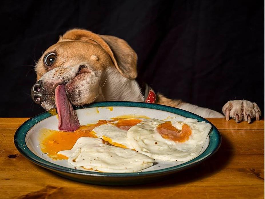 Сытый пес - довольный пес: 8 продуктов, которые сделают вашу собаку счастливой