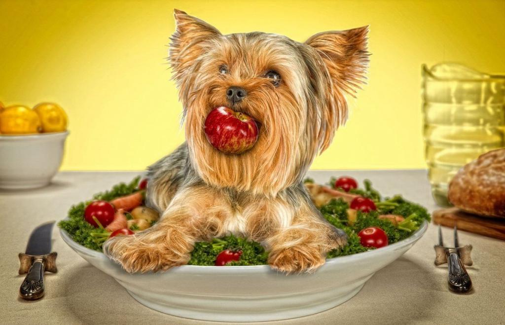 Сытый пес - довольный пес: 8 продуктов, которые сделают вашу собаку счастливой