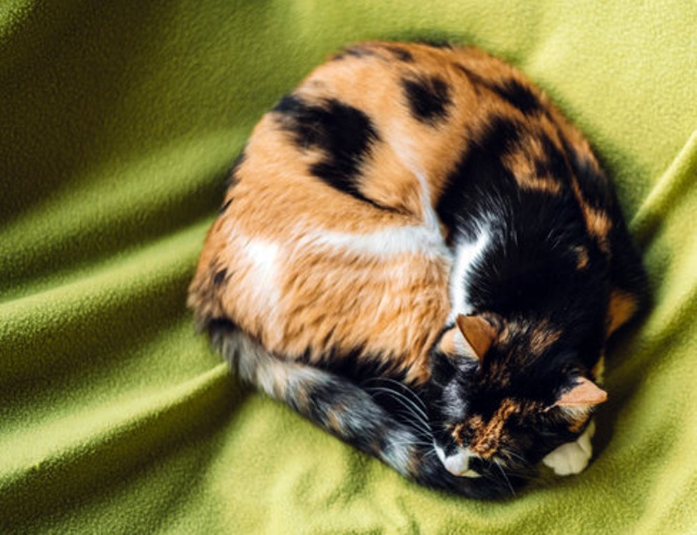 Среди многих положений сна кошки есть одно, которое указывает, что она очень крепко спит (фото)