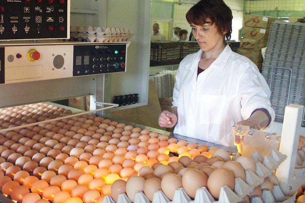 В России подорожали мясо птицы и яйца