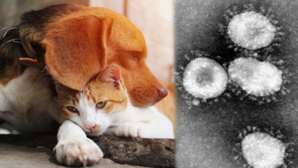 Под подозрением собаки и кошки. Ученые считают, что британский штамм коронавируса мог появиться среди животных и только потом передаться человеку